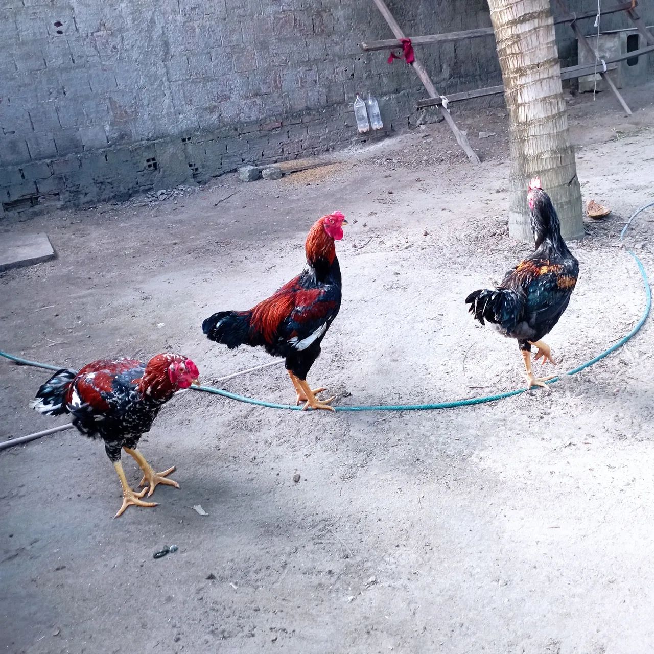 Galinhas pra vender  - Foto 4