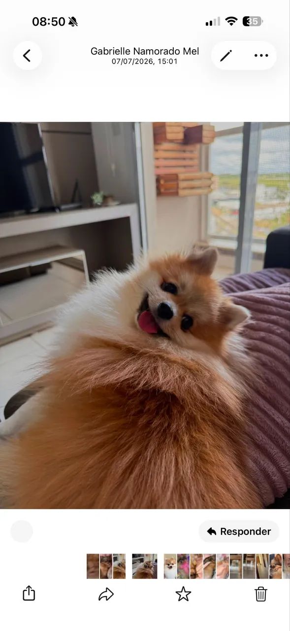 Spitz alemão  - Foto 5