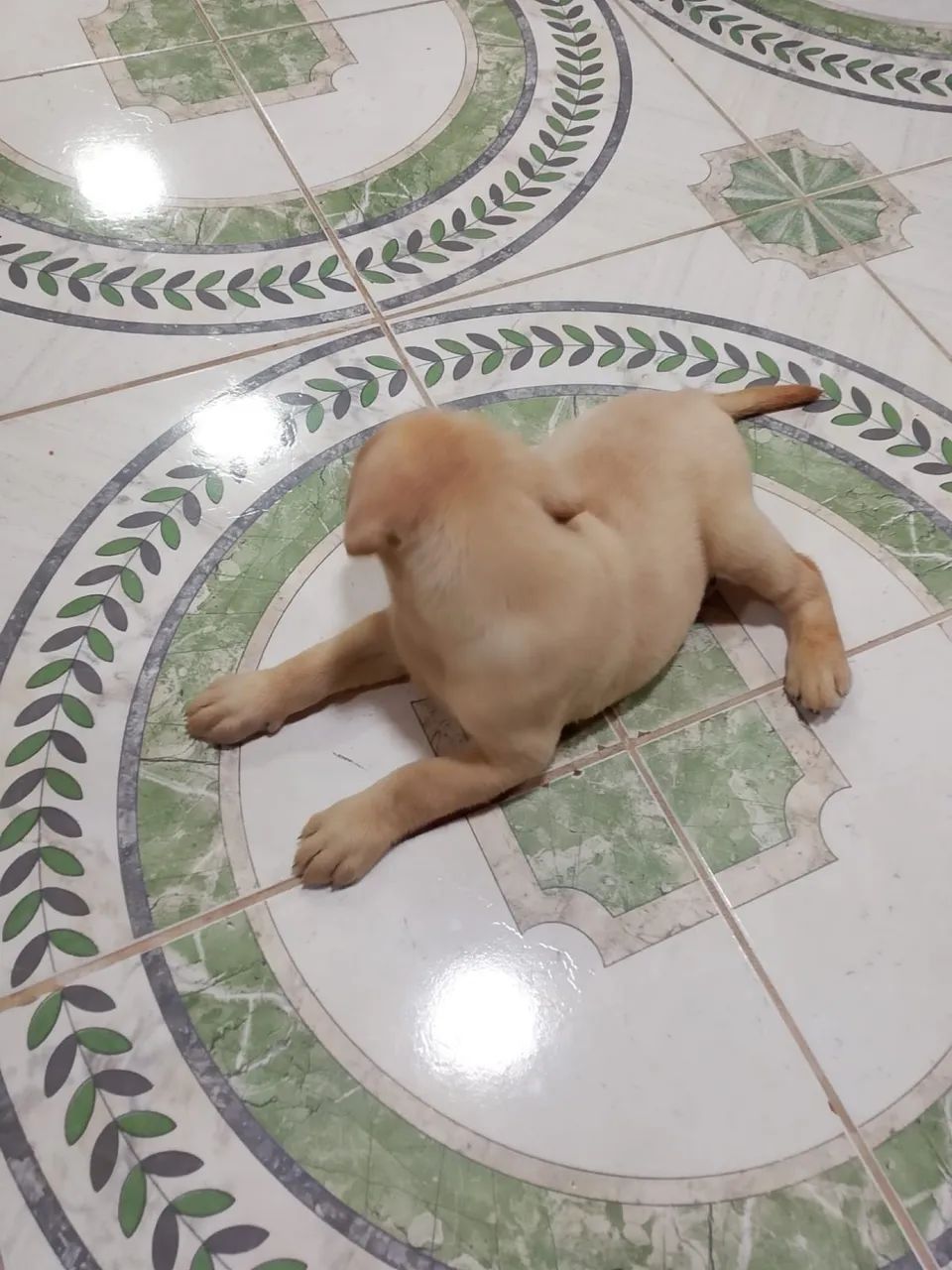 Labrador  - Foto 2