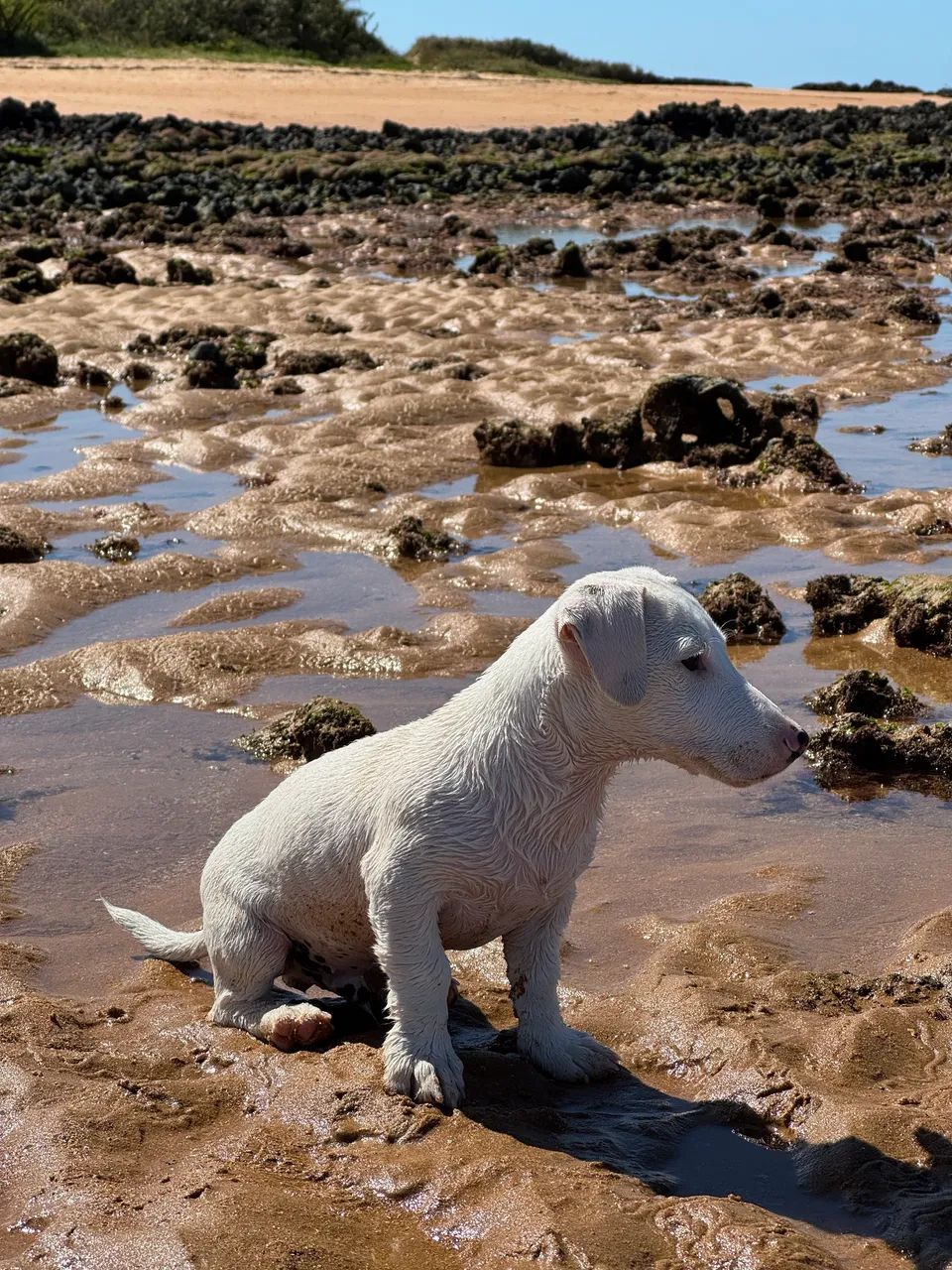 Jack Russell Terrier - Foto 3