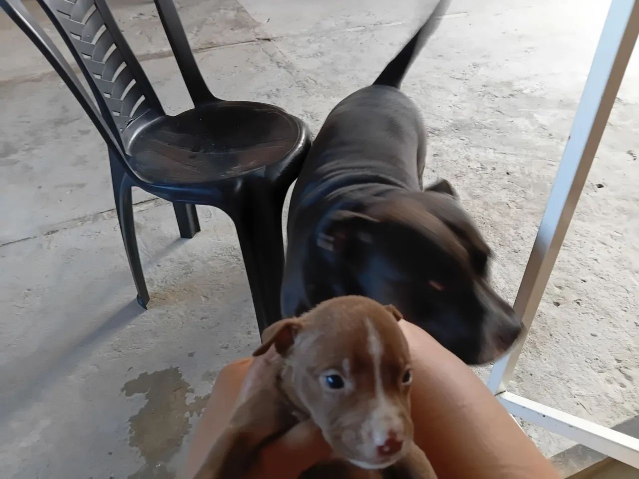 Filhote de pitbull