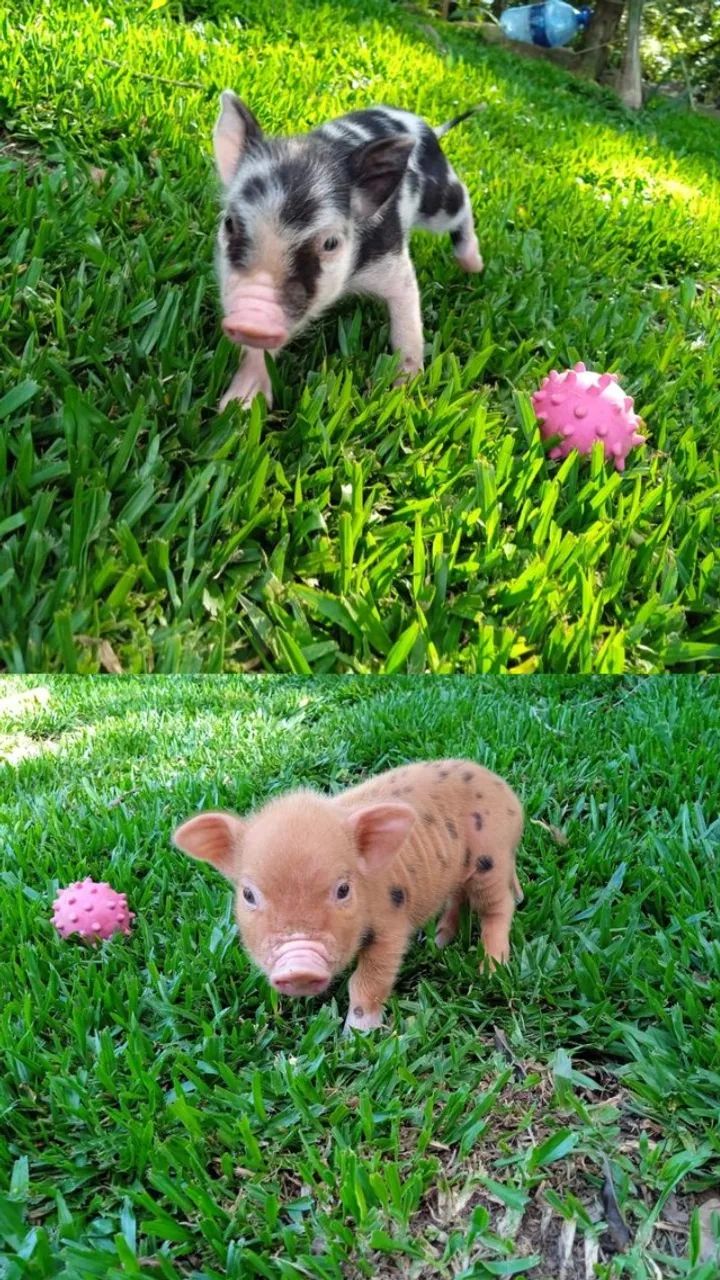 Mini Pig filhote porco - Foto 2