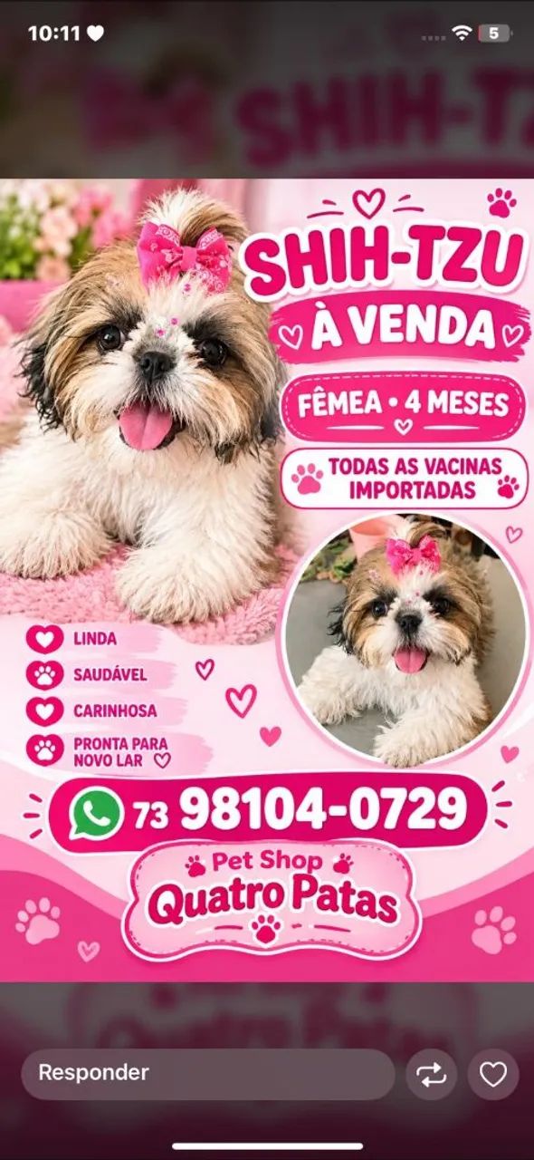 Shitzu com pedigree