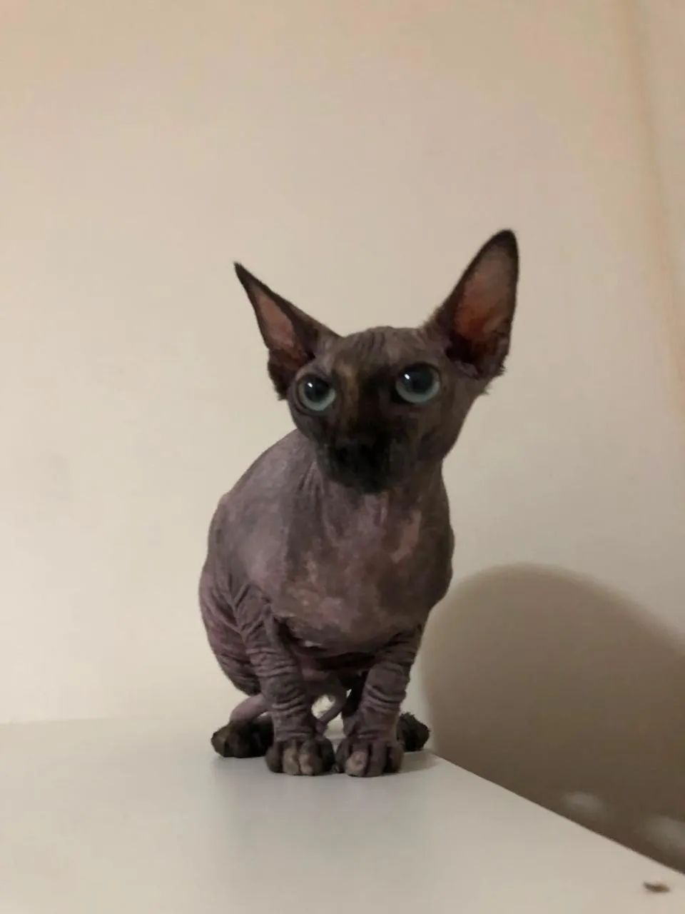 Vendo gato Sphynx  - Foto 4