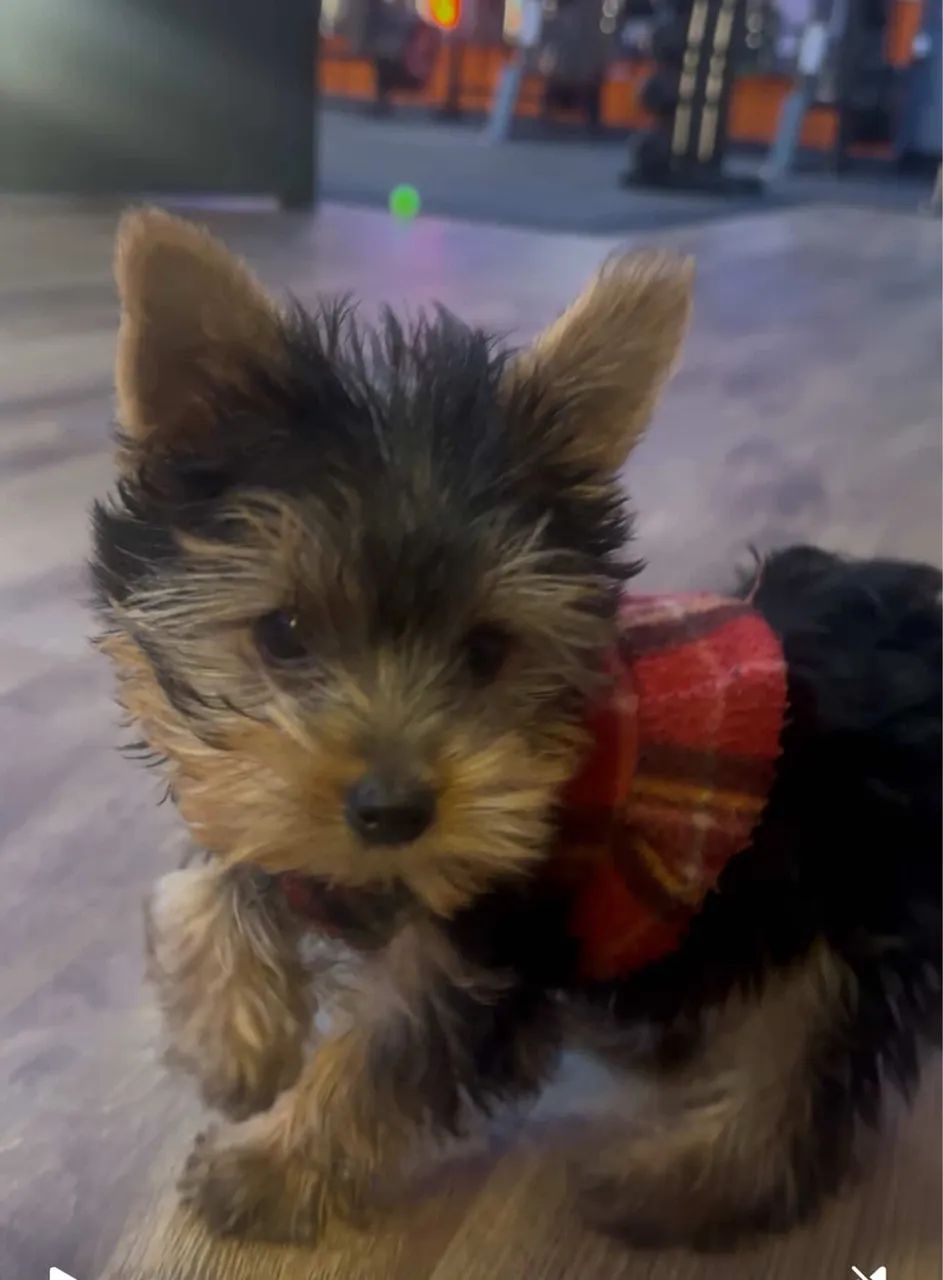 YORK SHIRE TERRIER  - Foto 2