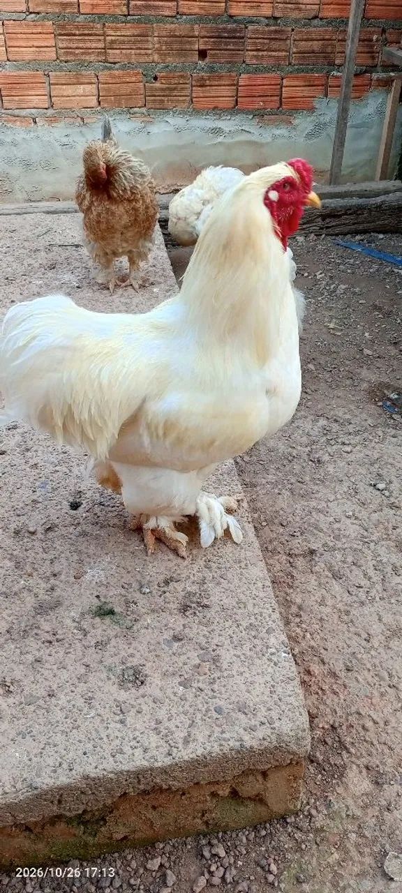 Galo da raça Brahma  - Foto 4