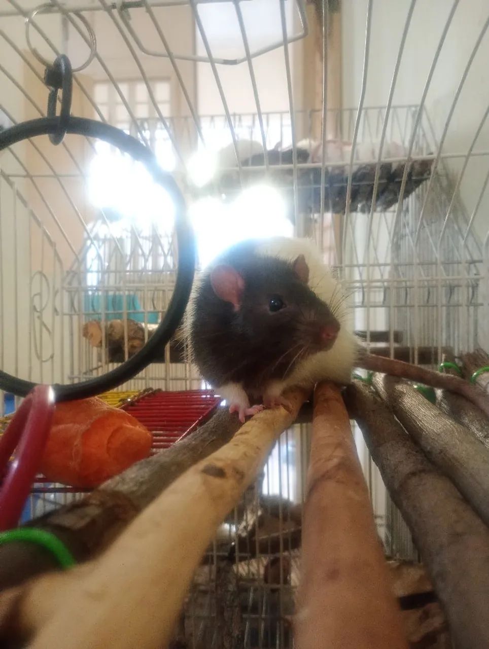 Rato de Laboratório Twister Hamster Mercol  - Foto 4