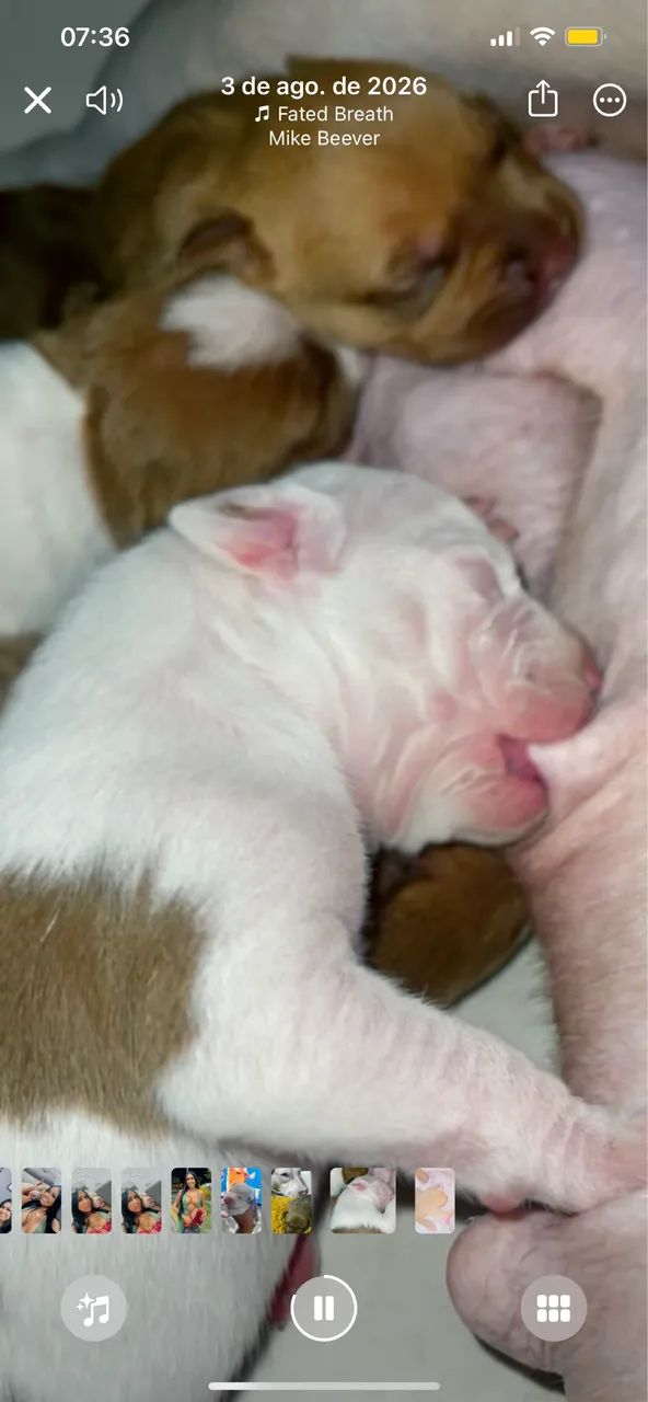 Filhotes Pitbull  - Foto 5