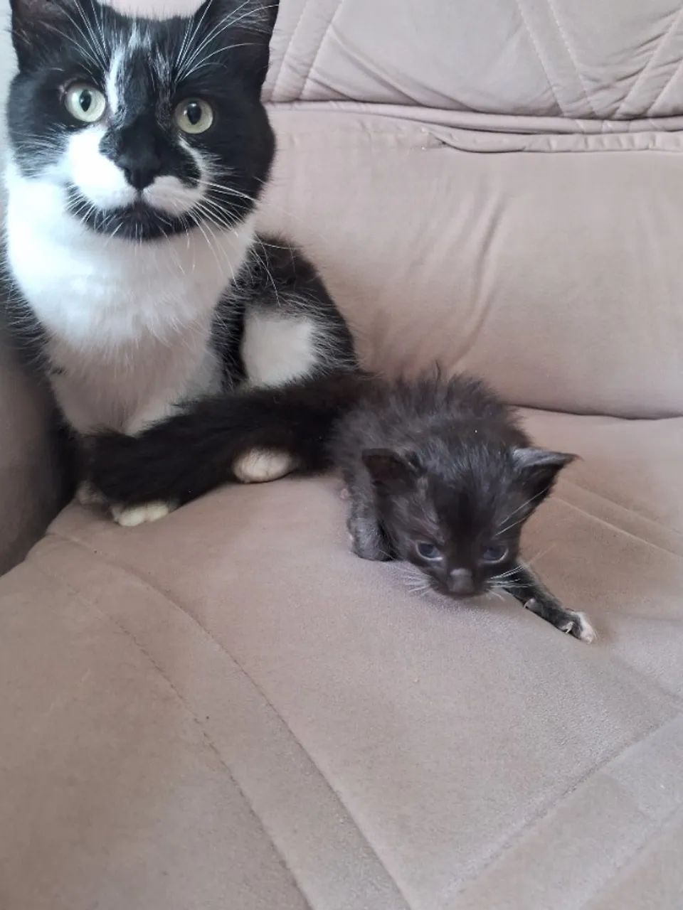 Gatinhas 