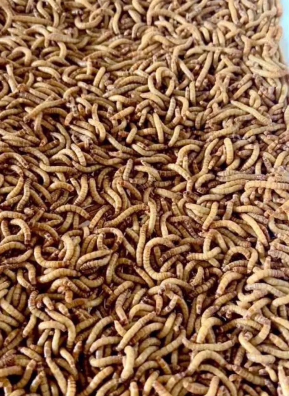 TENEBRIO MOLITOR ALIMENTO PARA REPTES E PEIXES es - Foto 4