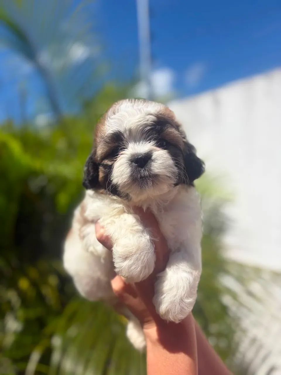 Macho de shihtzu disponível  - Foto 4