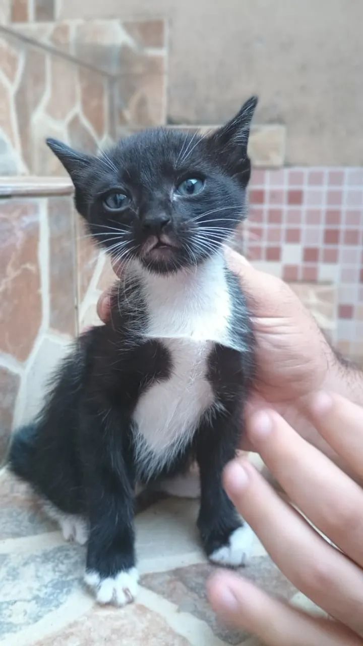 Doação de gatinhos filhotes - Foto 3