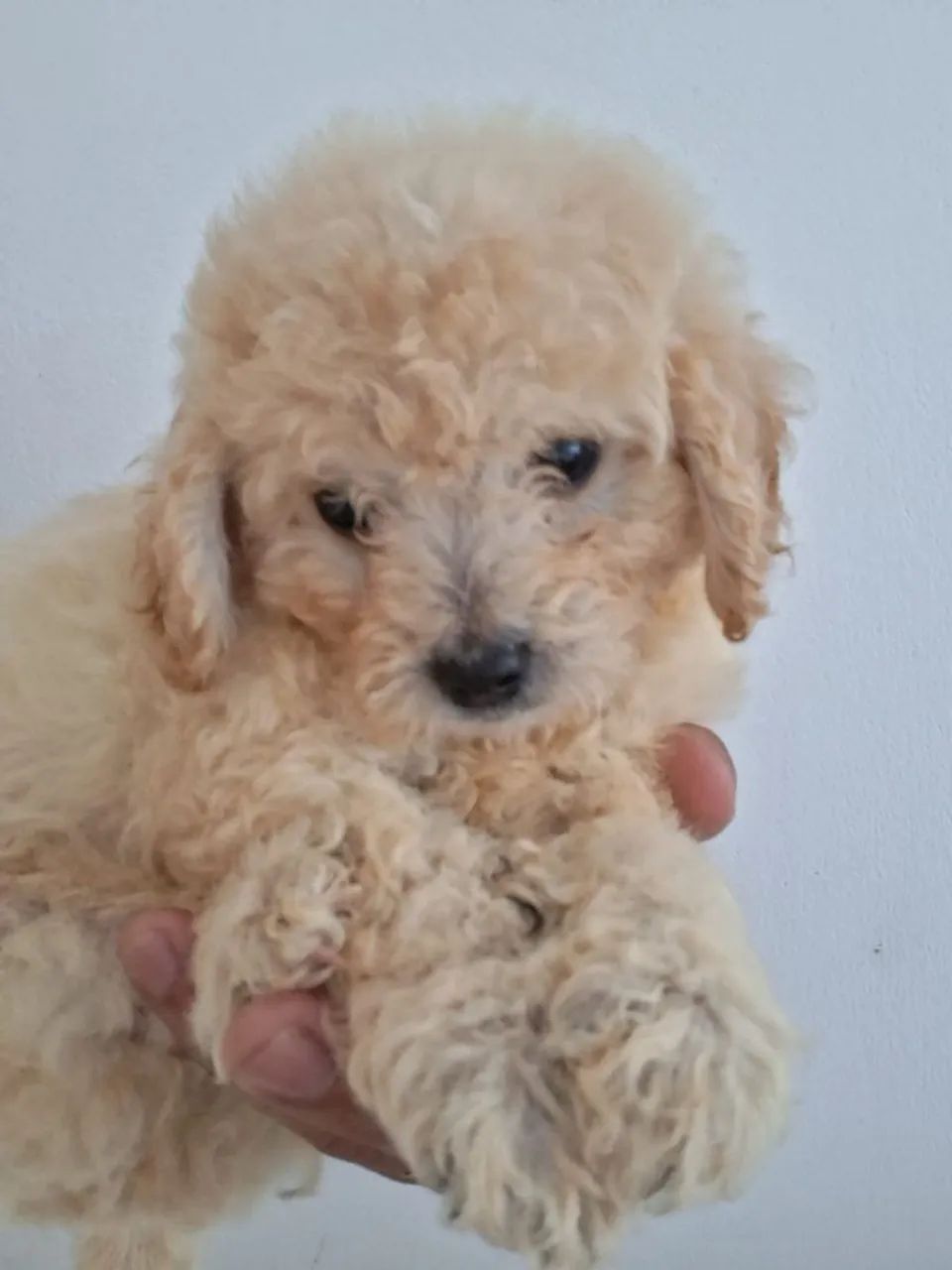 Poodle