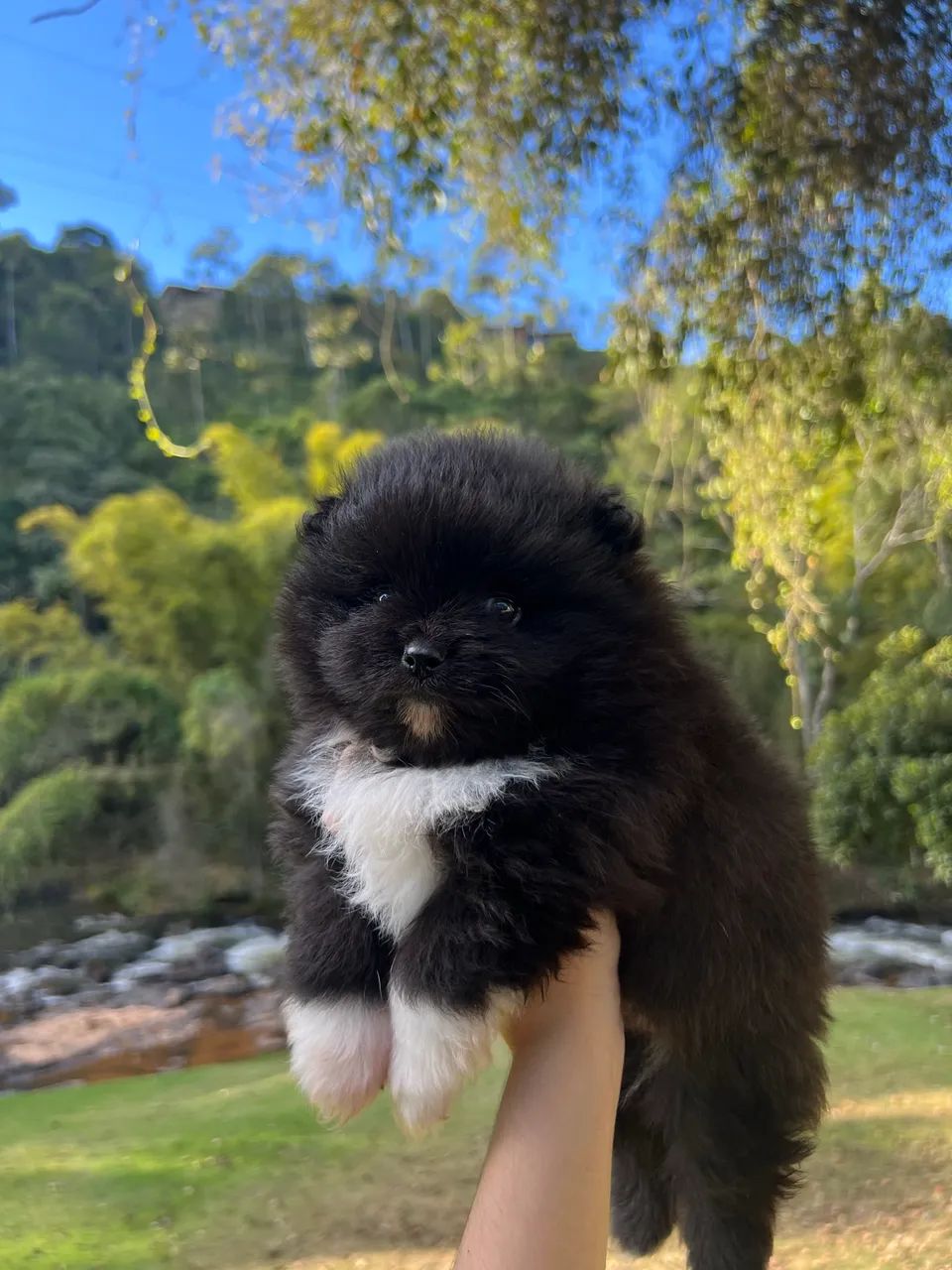 Spitz alemão anão - Foto 2