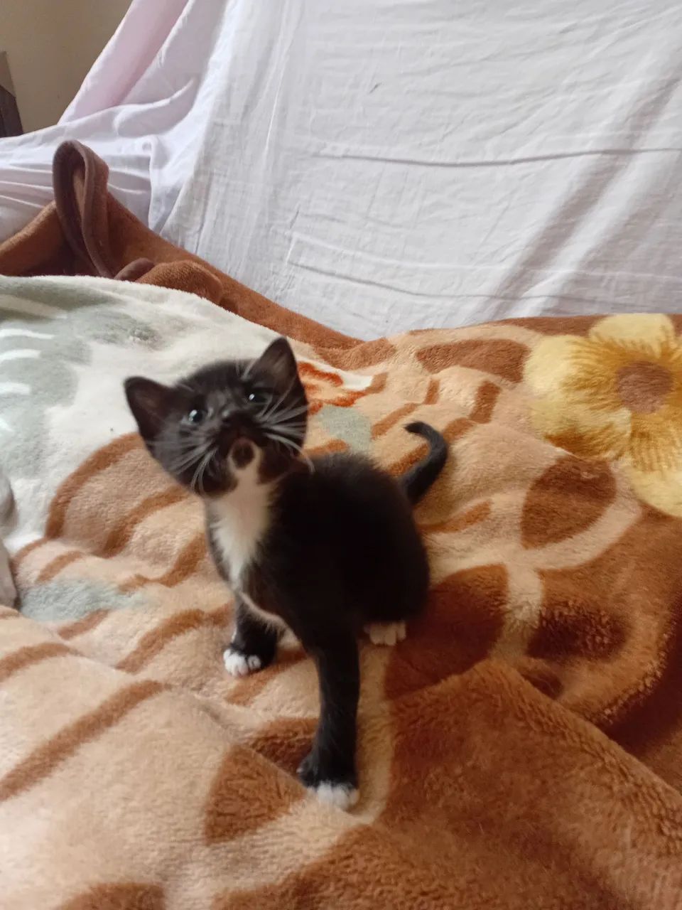 Gatinhos - Foto 2