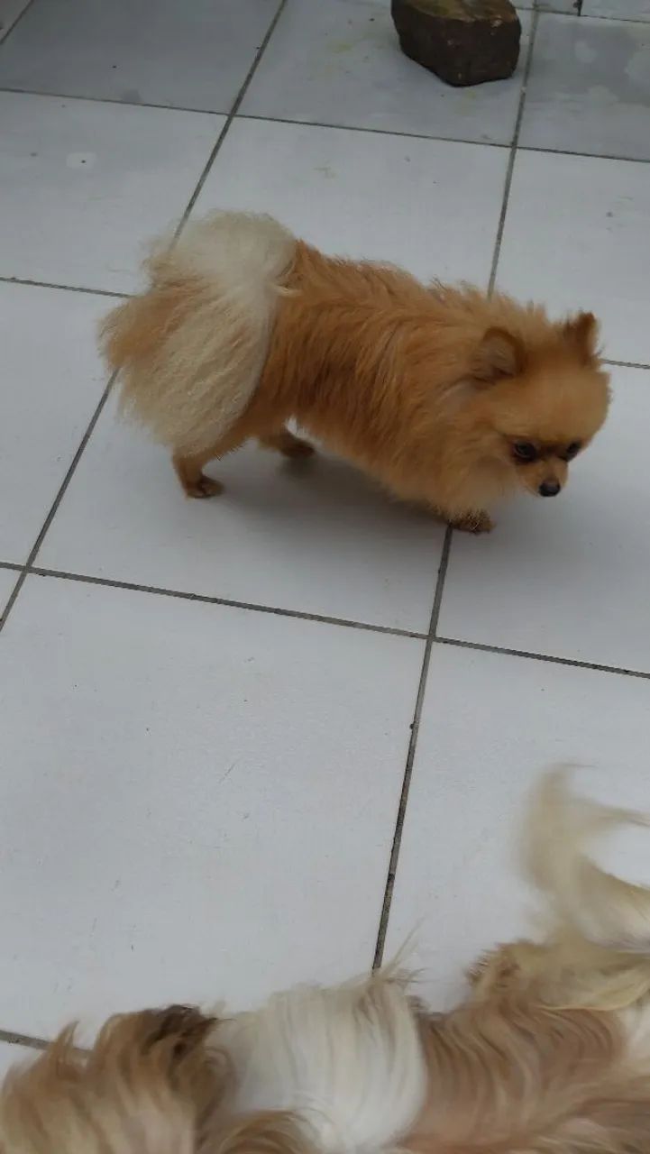 Vendo casal de splitz 3.500$$ na promoção  - Foto 3