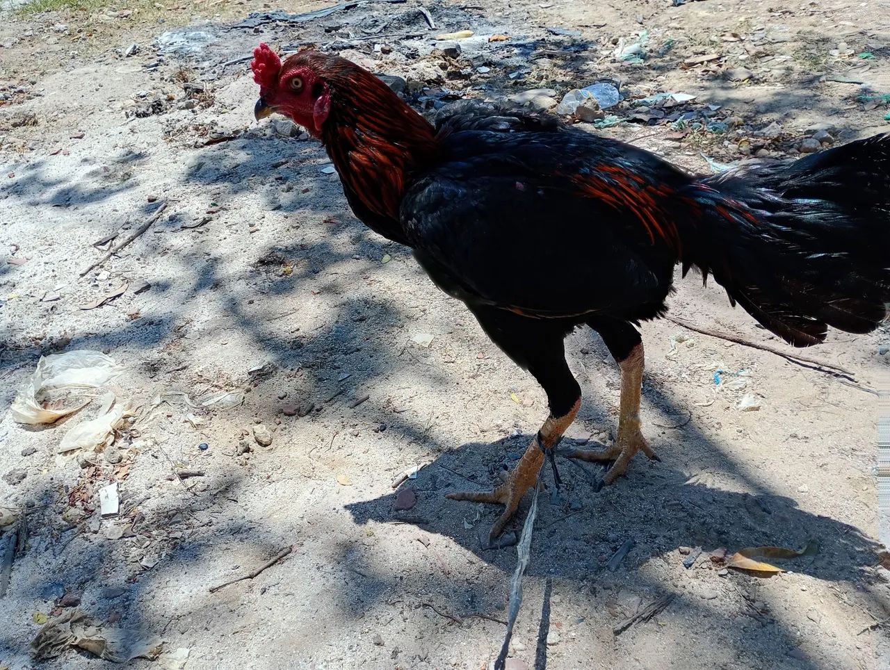 Frango de raça - Foto 2