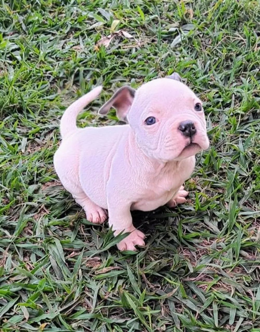 Meninas de American bully - Foto 4