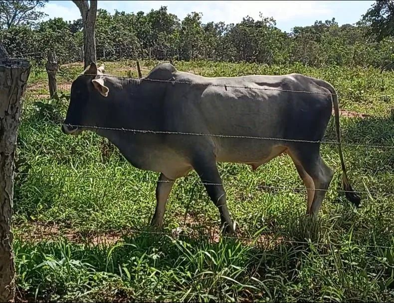 10 Bois e 02 Bezerros de Apartação 