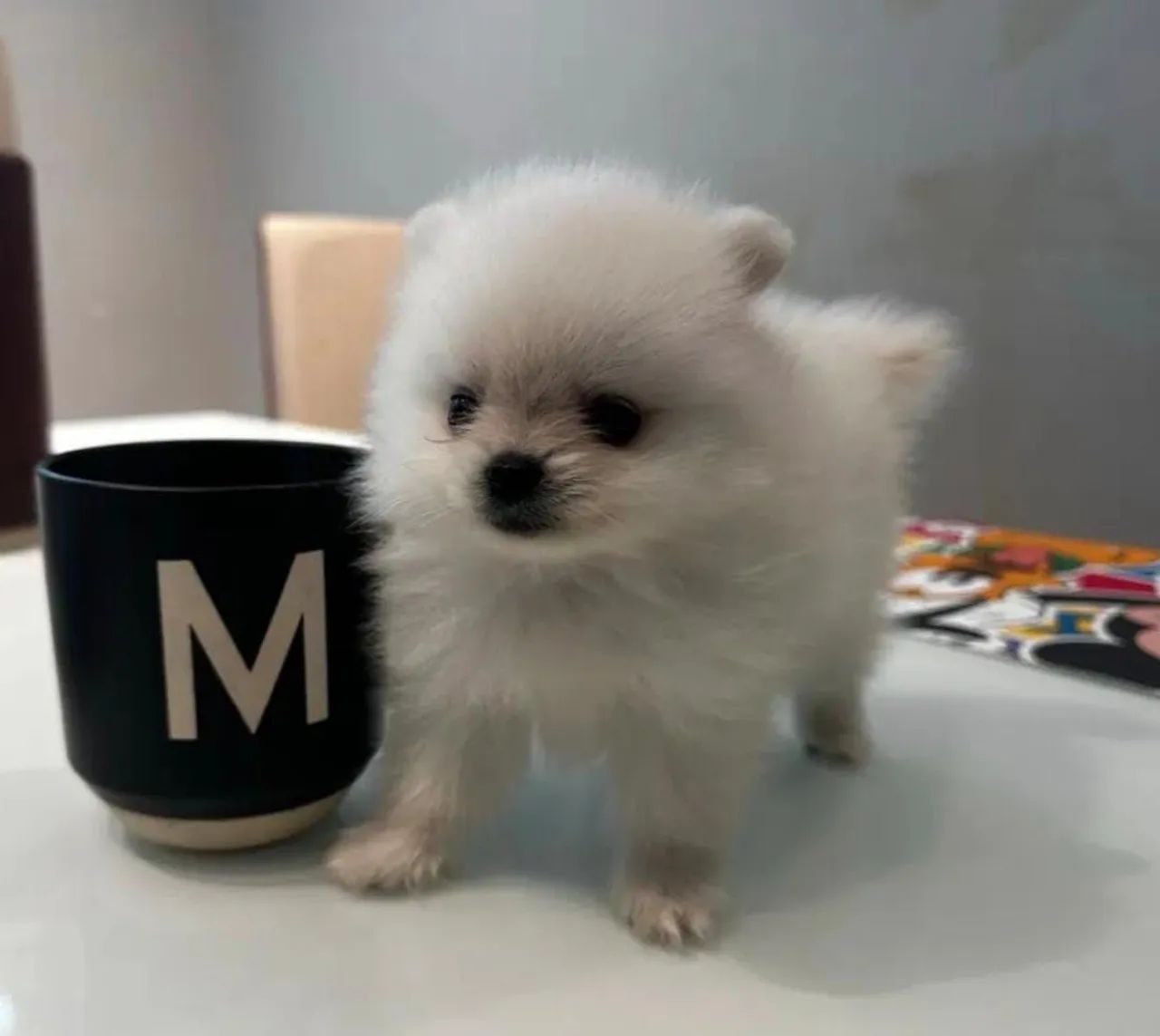 Spitz Alemão Micro Branco Neve 