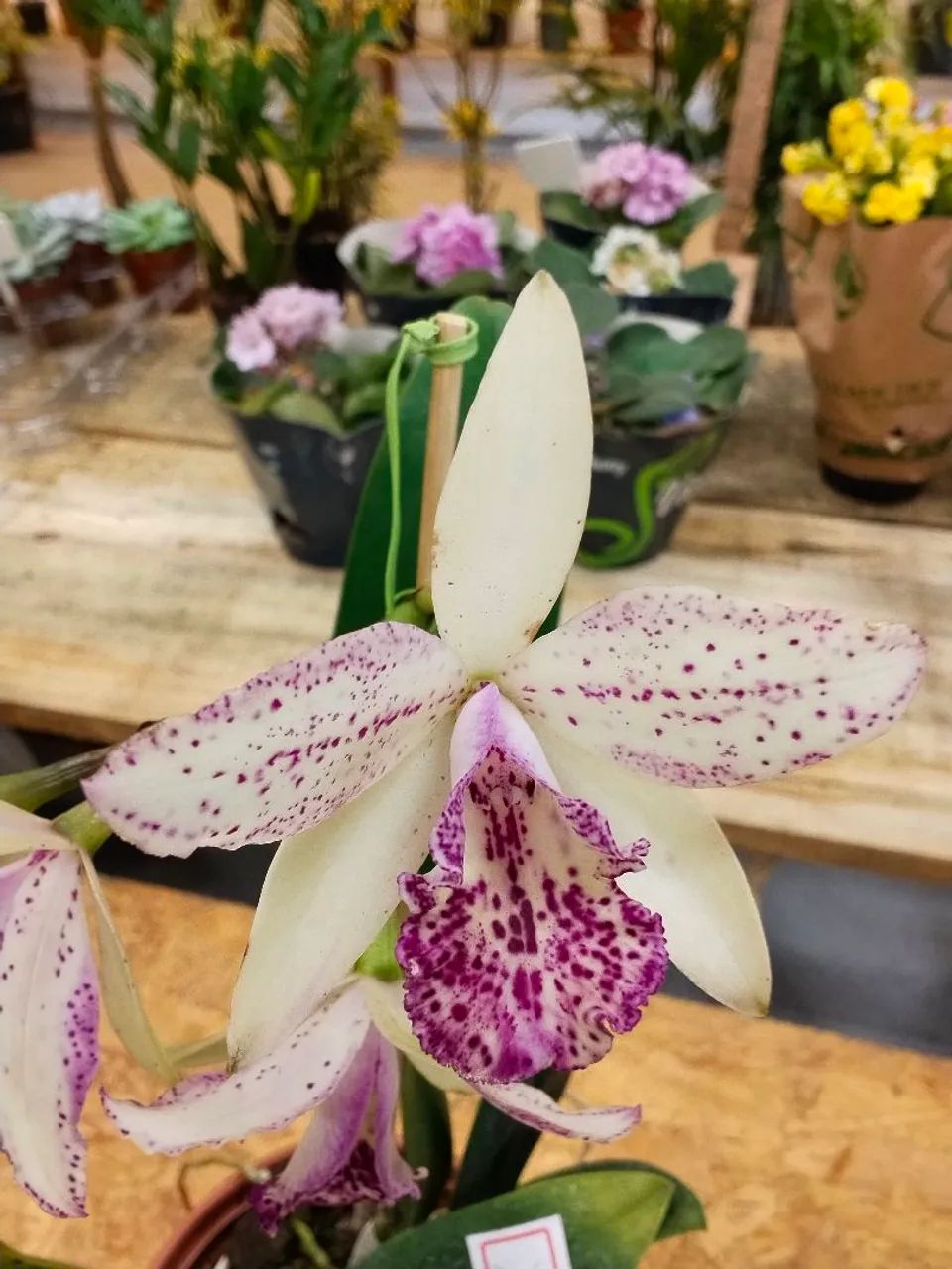 Orquídeas  - Foto 4