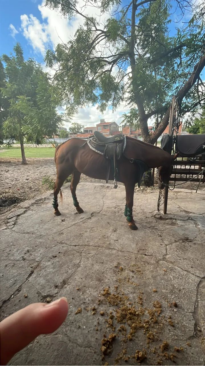 Égua de direita  - Foto 3