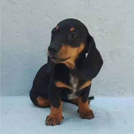 Basser dachshund filhotes 