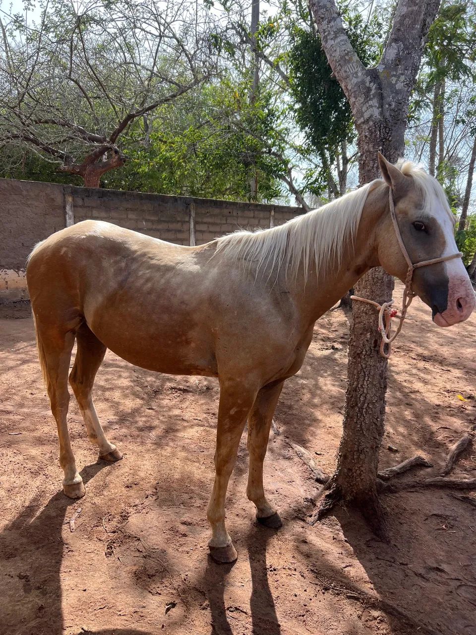 VENDO QUARTO DE MILHA 3 anos e meio  - Foto 5