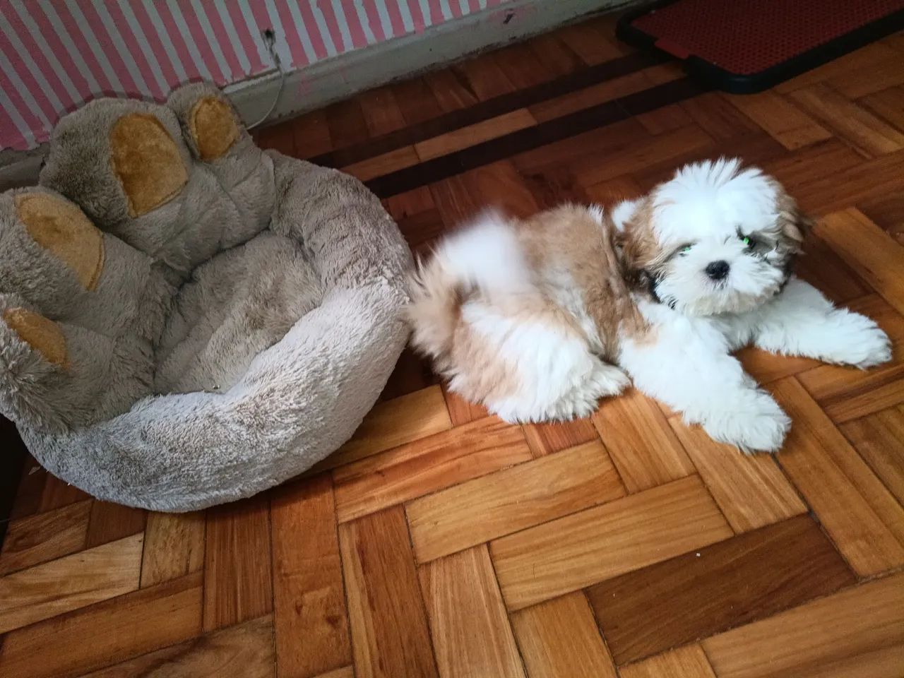 Vendo Shitzu macho 3 meses  - Foto 3