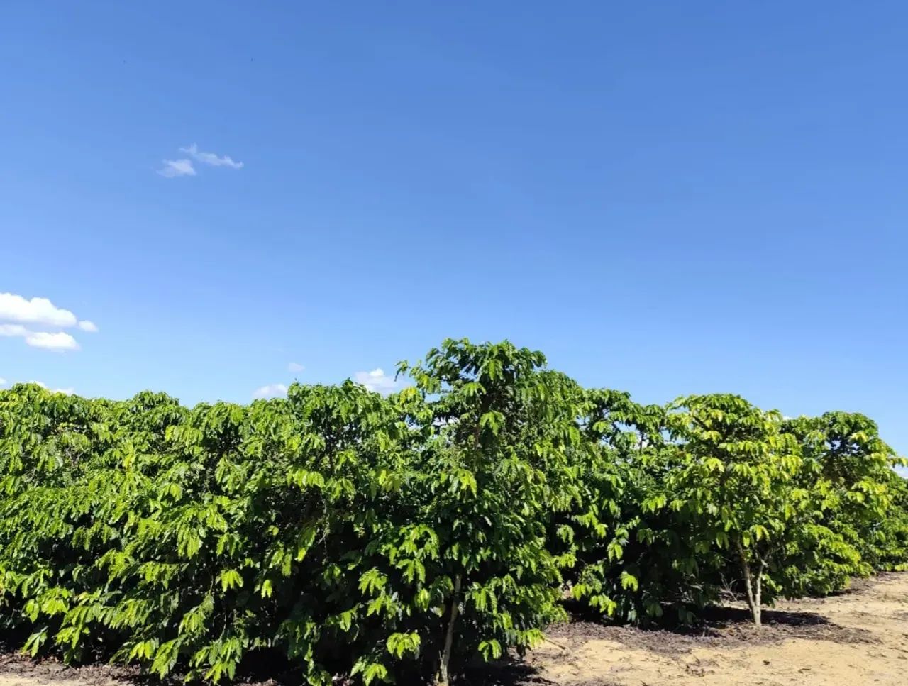 fazenda dupla aptidão pinheiros - Foto 5