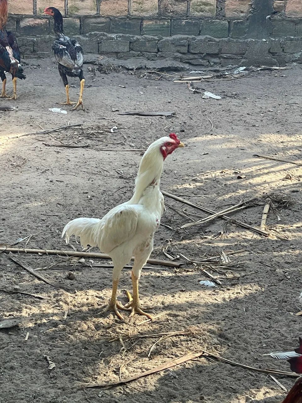 Frangos Carioca 