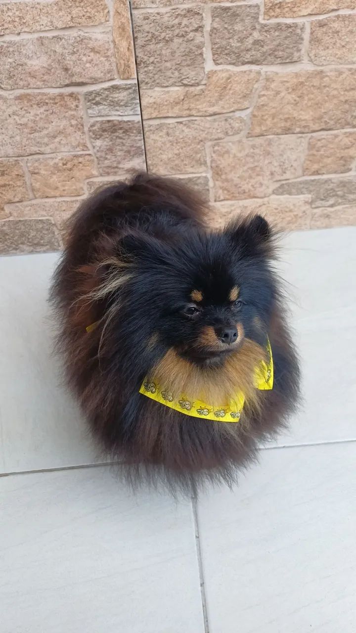 Spitz Alemão anão 