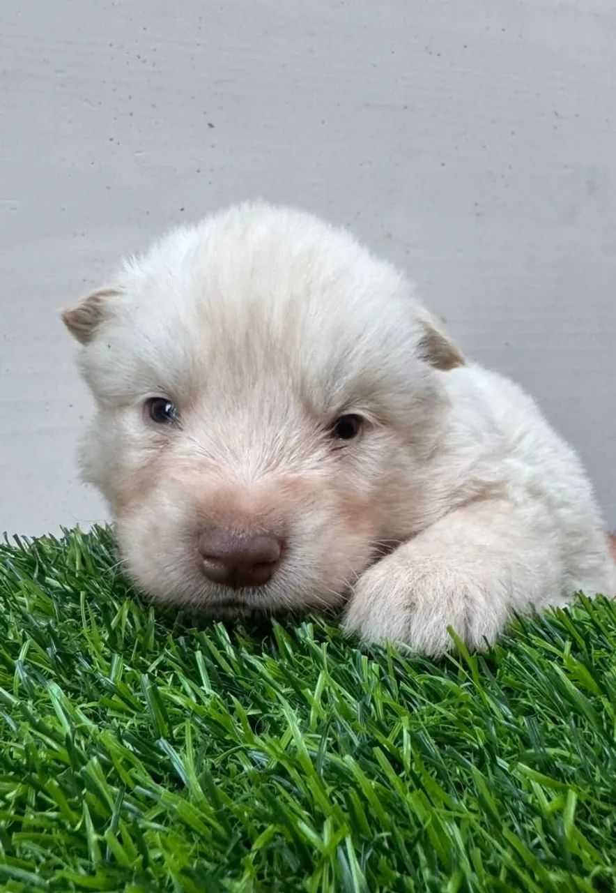 Husky siberiano  - Foto 2