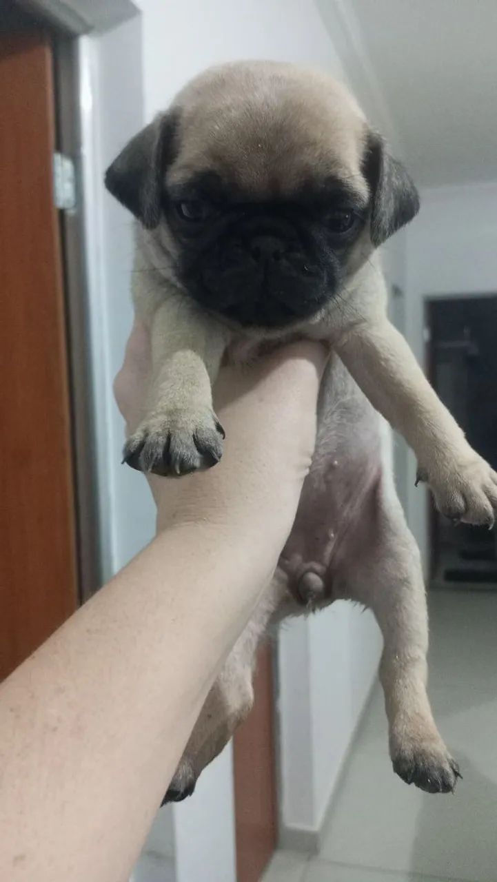 Pug fêmea  - Foto 2