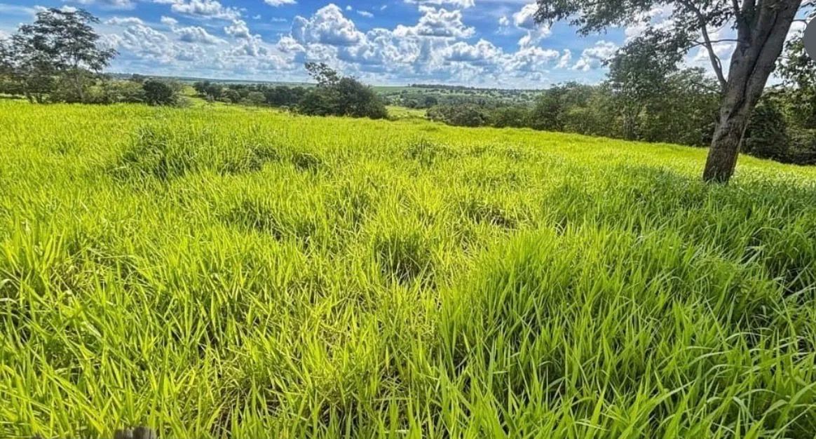 Fazenda em santa vitória minas 