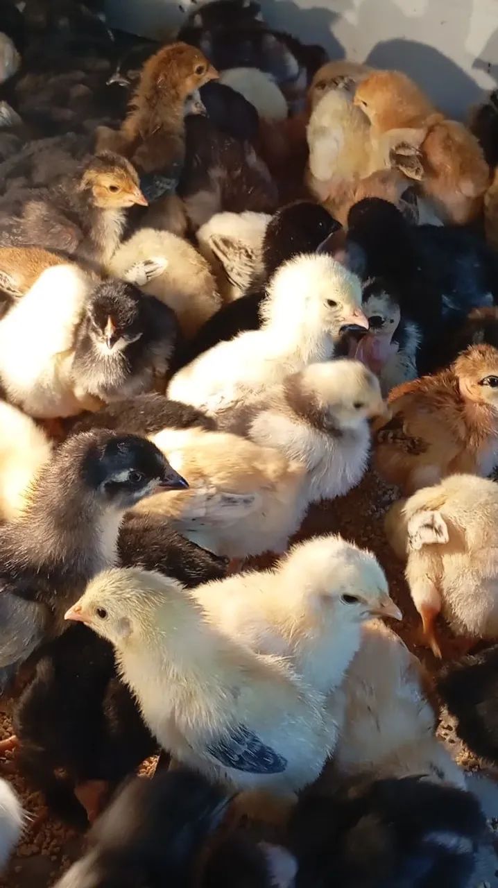 Ovos caipira falados  - Foto 4