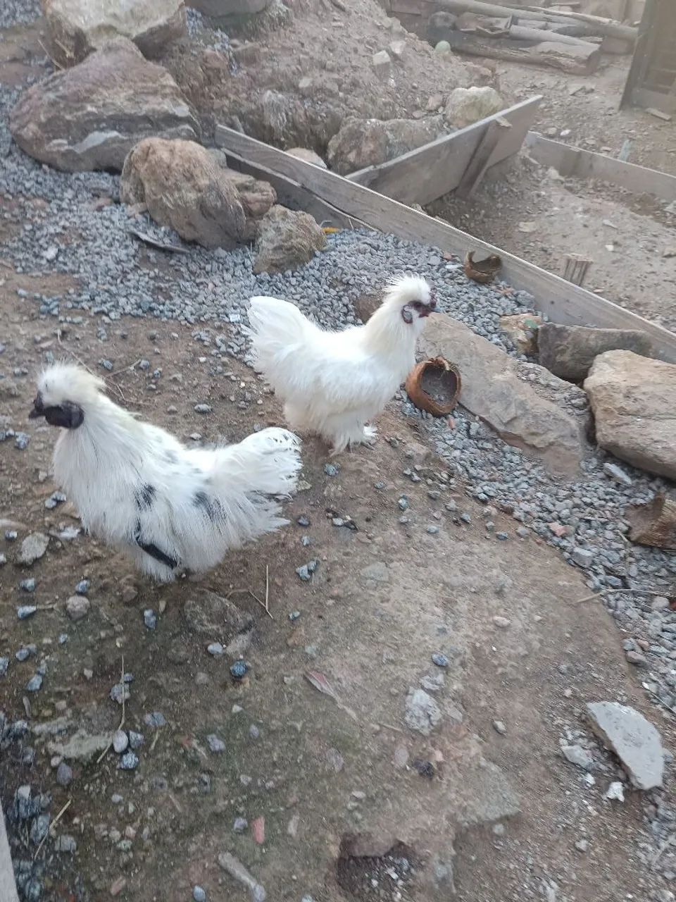 Vendo Galos da raça sedosos do Japão  - Foto 2