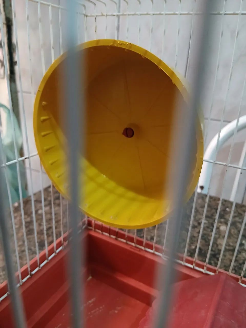 Gaiola De Hammister - Foto 5
