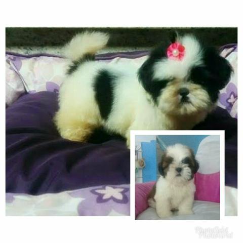 Shih tzu filhotes Fofuxos macho e femeas vacinados Pedigree cartão 5x