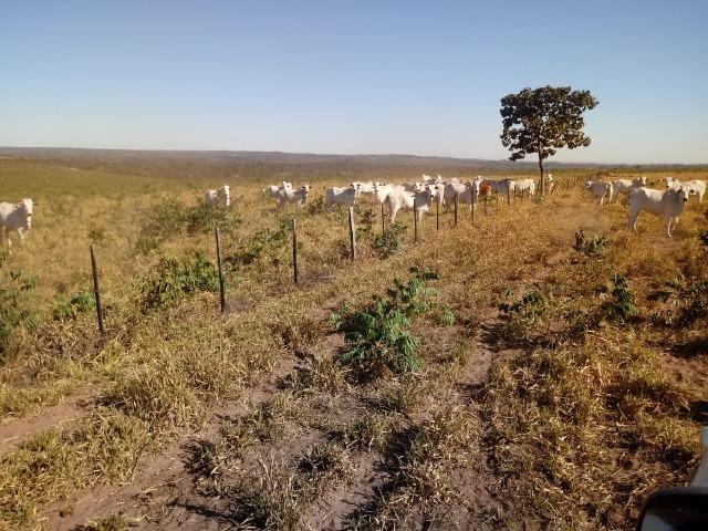 Fazenda com 1.940 hectares na estrada do manso ha 45 km de Cuiabá - Foto 9