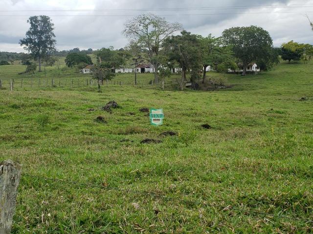 Fazenda espetacular de 284 Hectares. Predominância na PECUÁRIA de corte - Foto 4