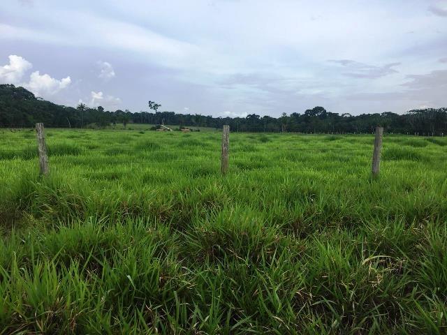 Fazenda 2.904 ha Nova Monte Verde MT - Foto 7