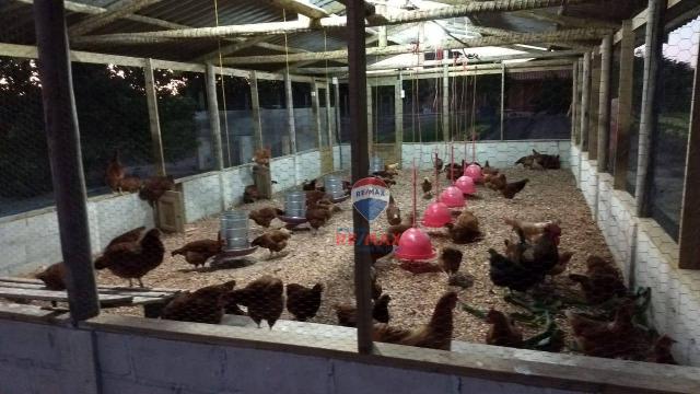 Re/max chave de ouro vende rancho produtivo com casa com 3 dormitórios à venda, 270 m² por - Foto 8