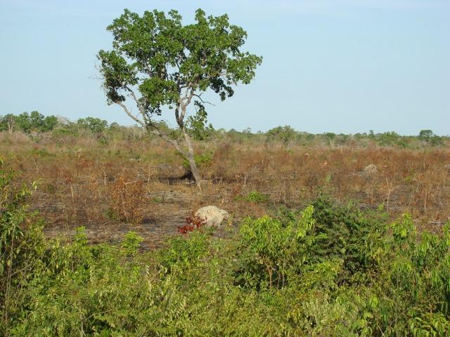 Fazenda com 1.006 hectares, com sede, aberta, para soja e milho - Foto 14