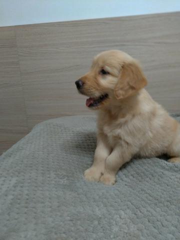 Lindos filhotes Golden Retrivier - Foto 5