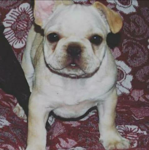 Bulldog Francês Fêmea Creme com pedigree