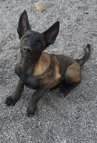 Pastor Belga Malinois