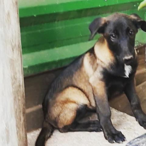 Pastor Belga Malinois - Foto 4