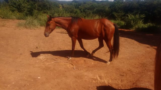 Potra quarto de milha - Foto 2