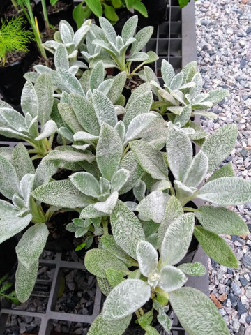 MUDAS DE PANCS PEIXINHO DA HORTA - Foto 6